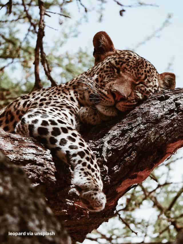 leopard relaxing 