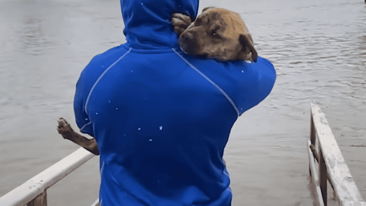 Football Players Save a Mother Dog and Her Puppies During a Storm