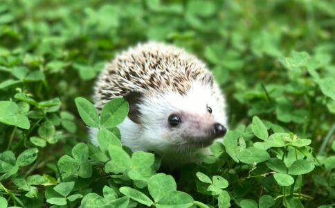 How to Build a Small Garden Maze for Hedgehogs