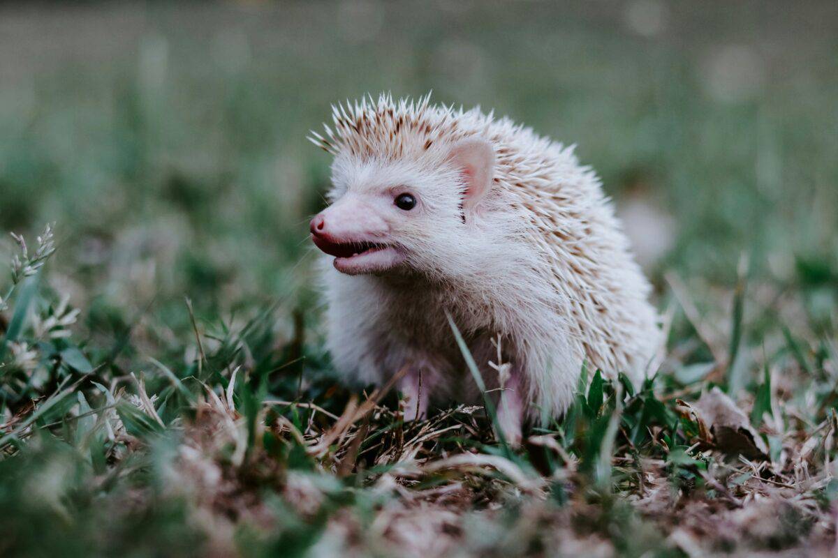 Hedgehog