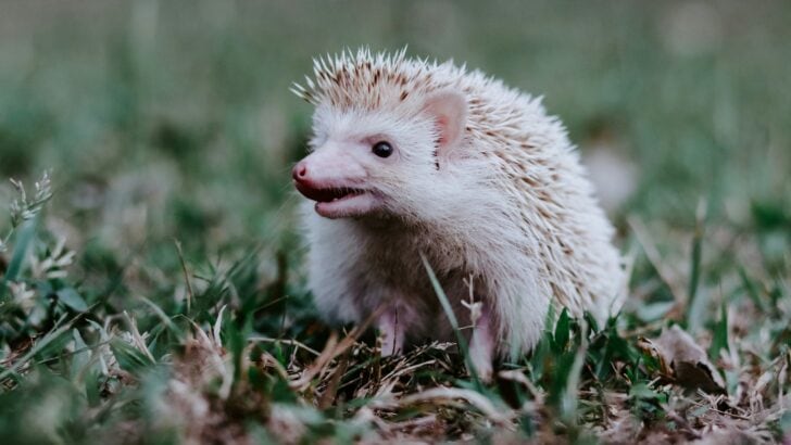 Discover Five New Hedgehog Species in Southeast Asia