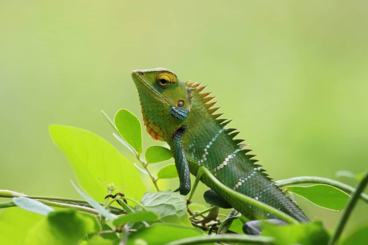 chameleon