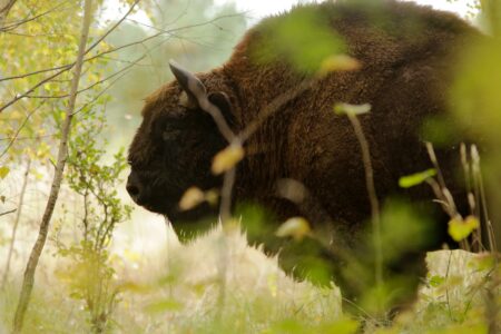 Top 10 States With The Most Bison