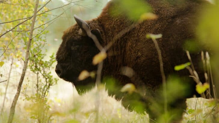 Top 10 States With The Most Bison