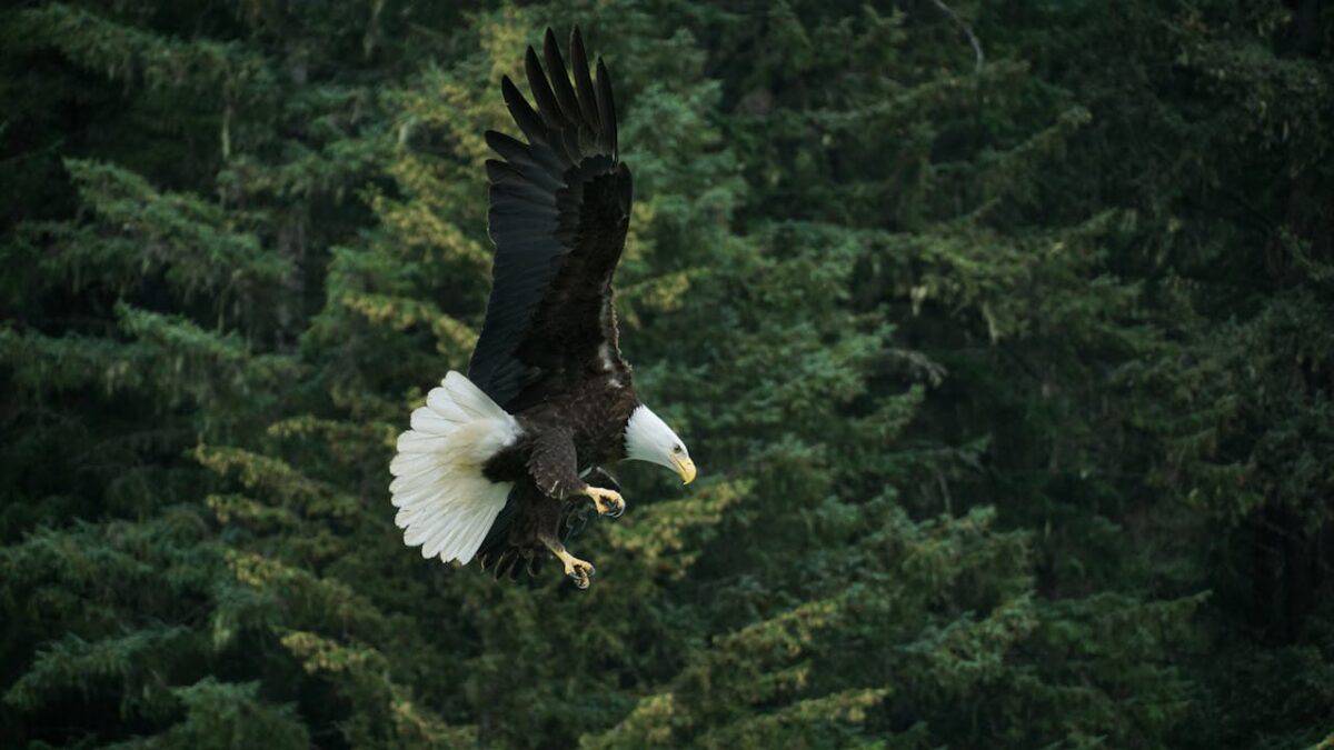 bald eagle national animal of the U.S.