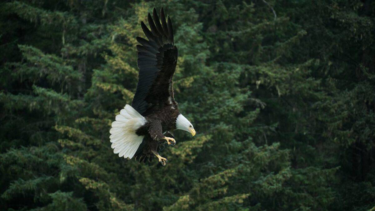 Bald eagle flying