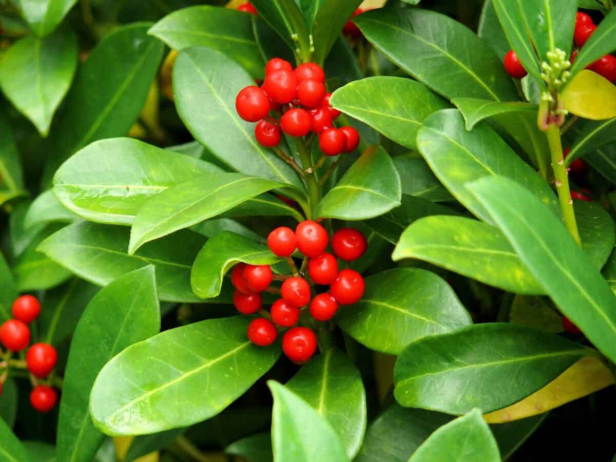 american holly