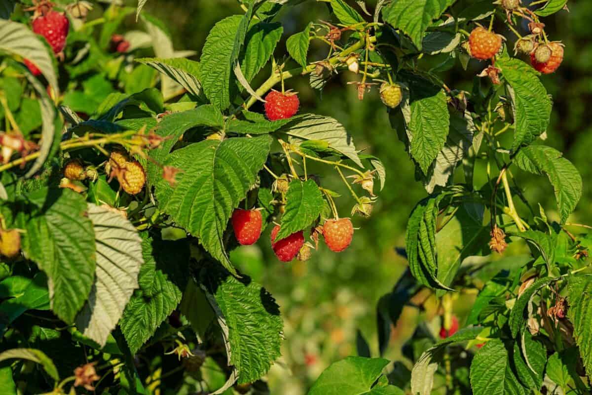 raspberry bush