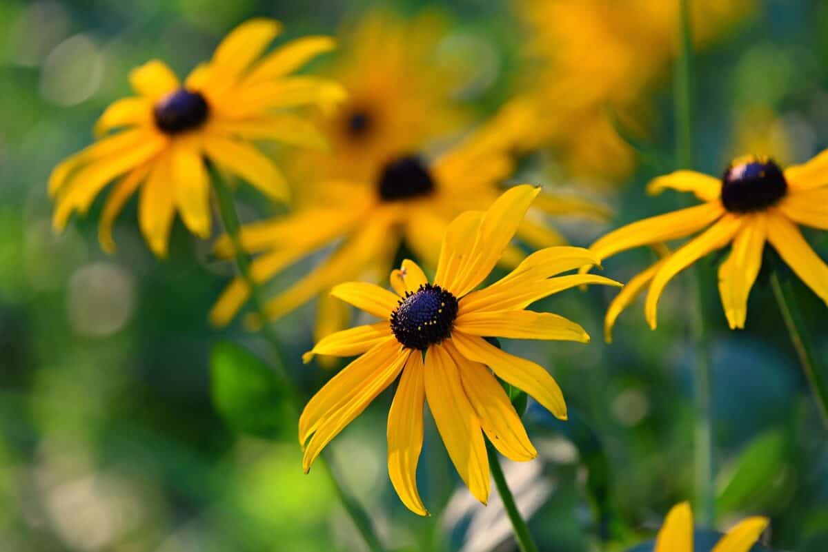 black eyed susan