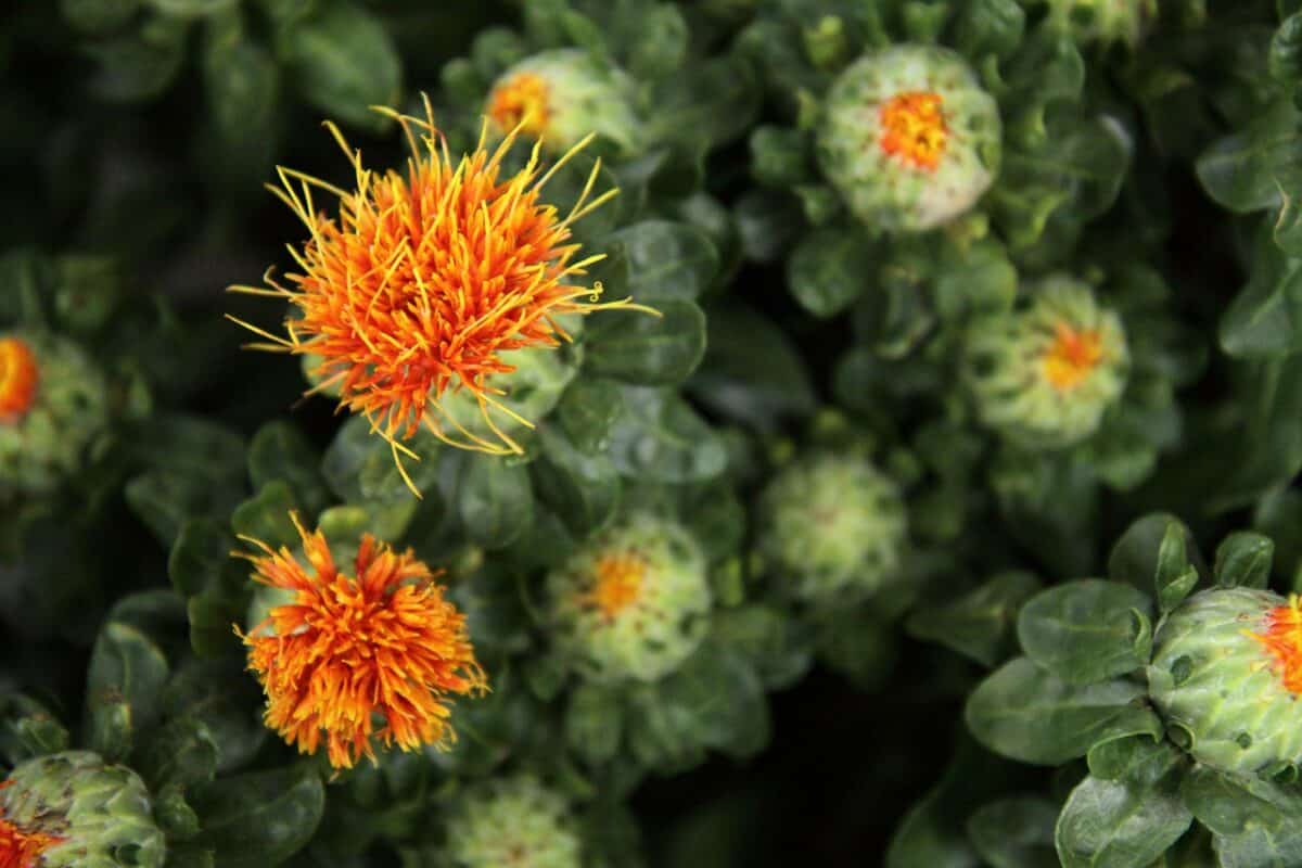 safflower