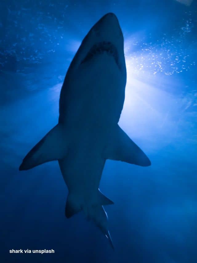 20 Shark Species Found in North Carolina