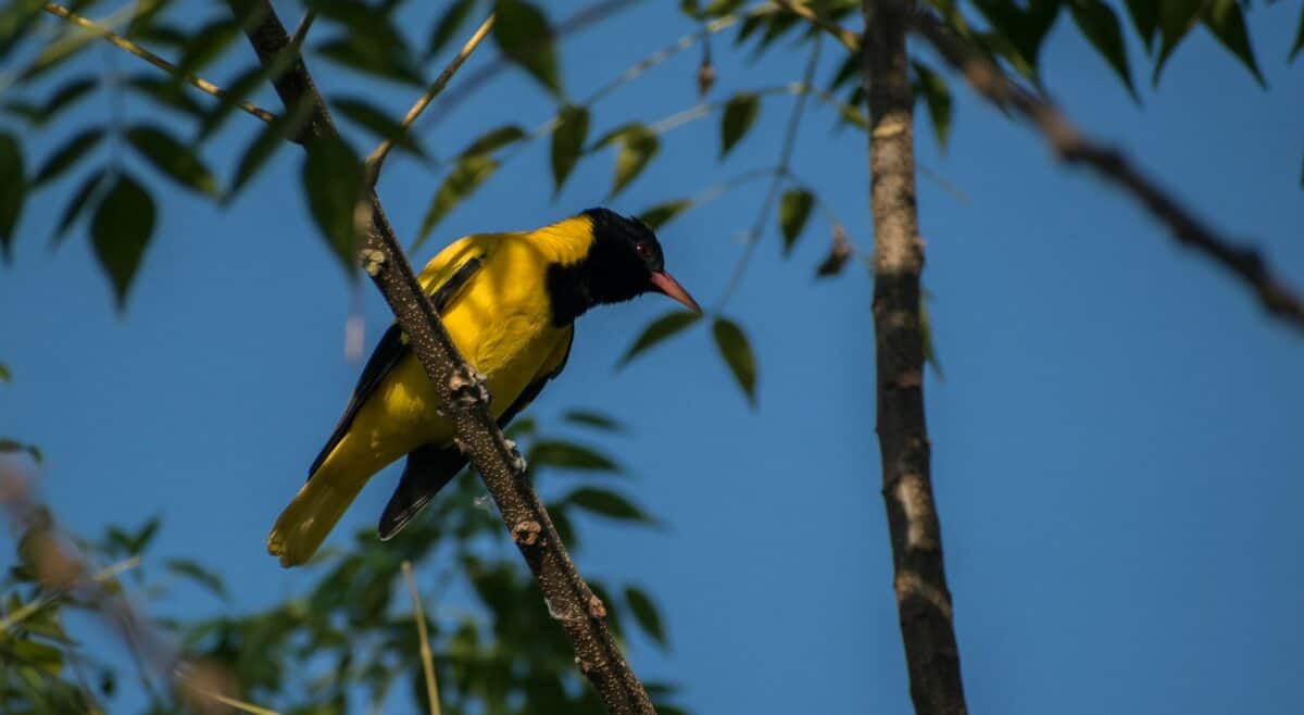 black headed oriole