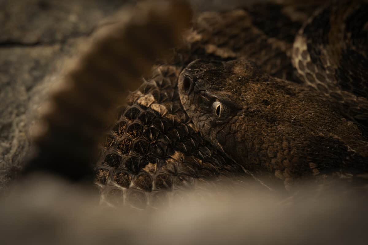 Timber rattlesnake (Crotalus horridus) close up with rattle