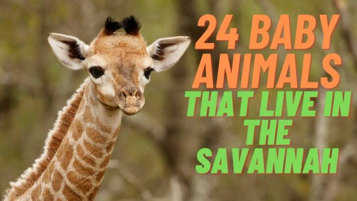 24 Baby Animals That Call The Savannah Home