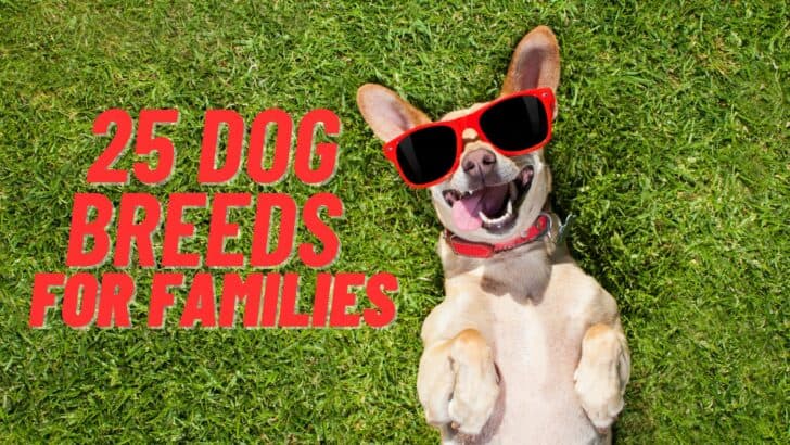 Top 25 Dog Breeds For Families