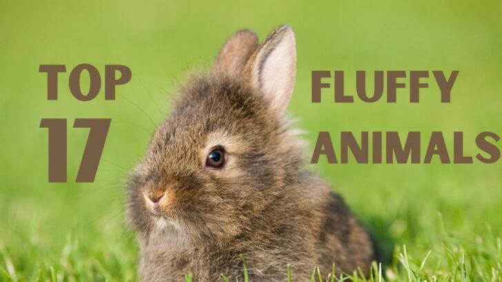 Top 17 Fluffiest Animals In The US