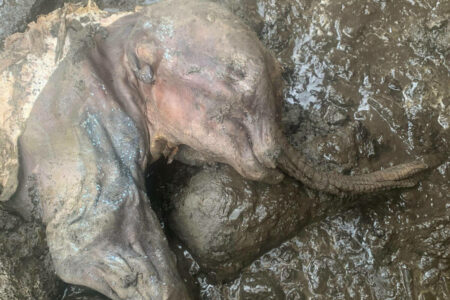 30000 Year Old Baby Mammoth Discovered by Gold Miner in Yakon