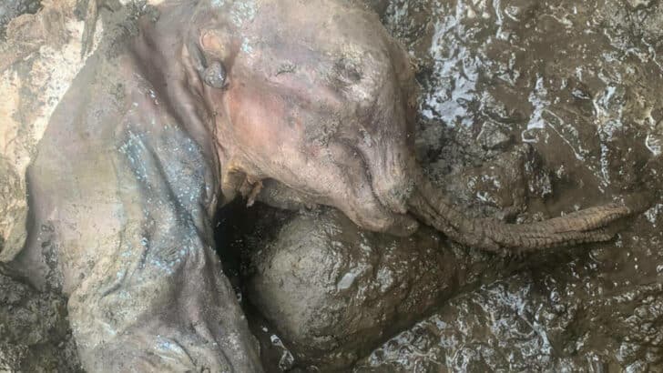 30000 Year Old Baby Mammoth Discovered by Gold Miner in Yakon