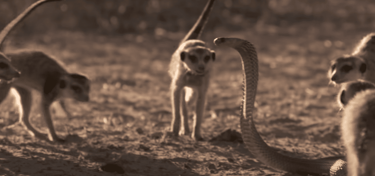Meerkat and cobra
