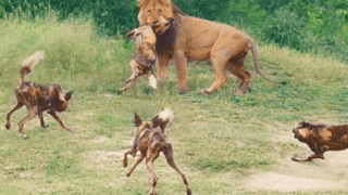 Wild dogs and lion