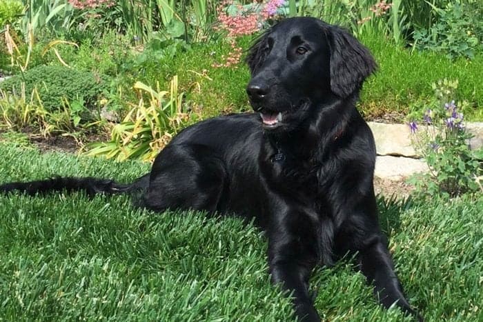 Black Retriever Dog