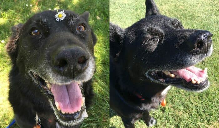 From Stray to Cozy Stay, Wounded Dog&rsquo;s Fur-ever Home