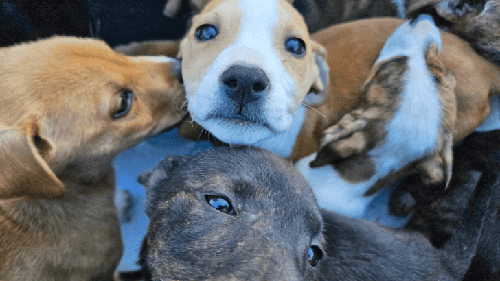 Puppies Rescued From Box Dumped On Mountain Trail In Idaho
