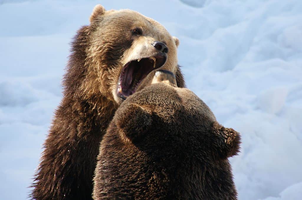 Bears attacking each other 