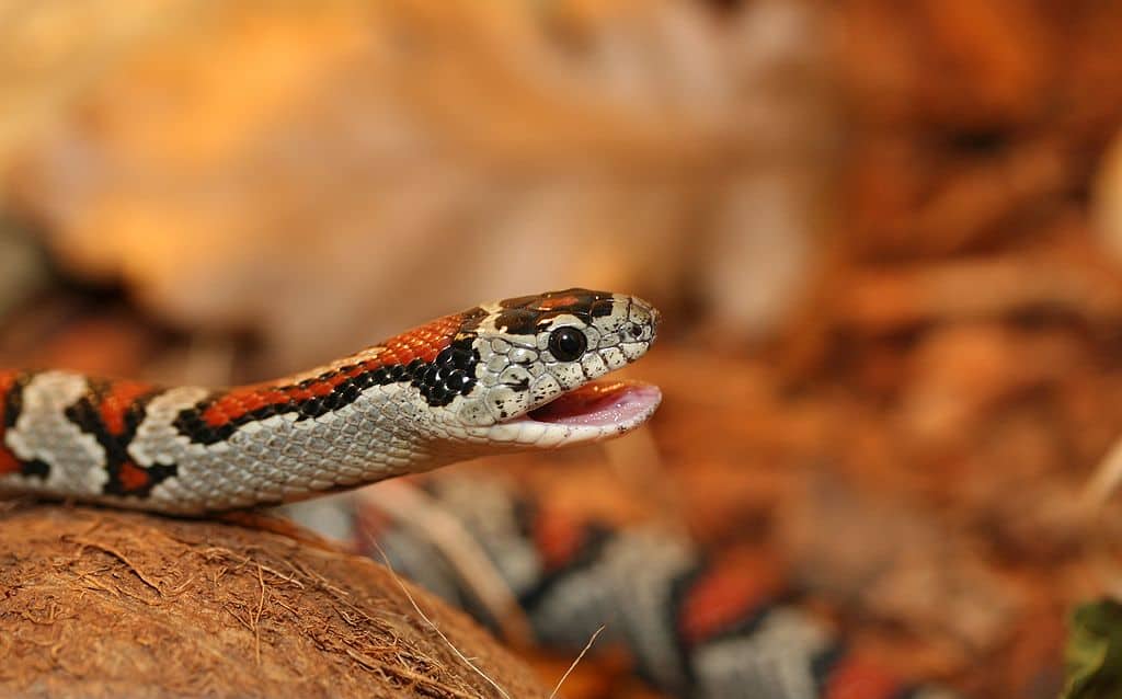 Lampropeltis Mexicana king snake 