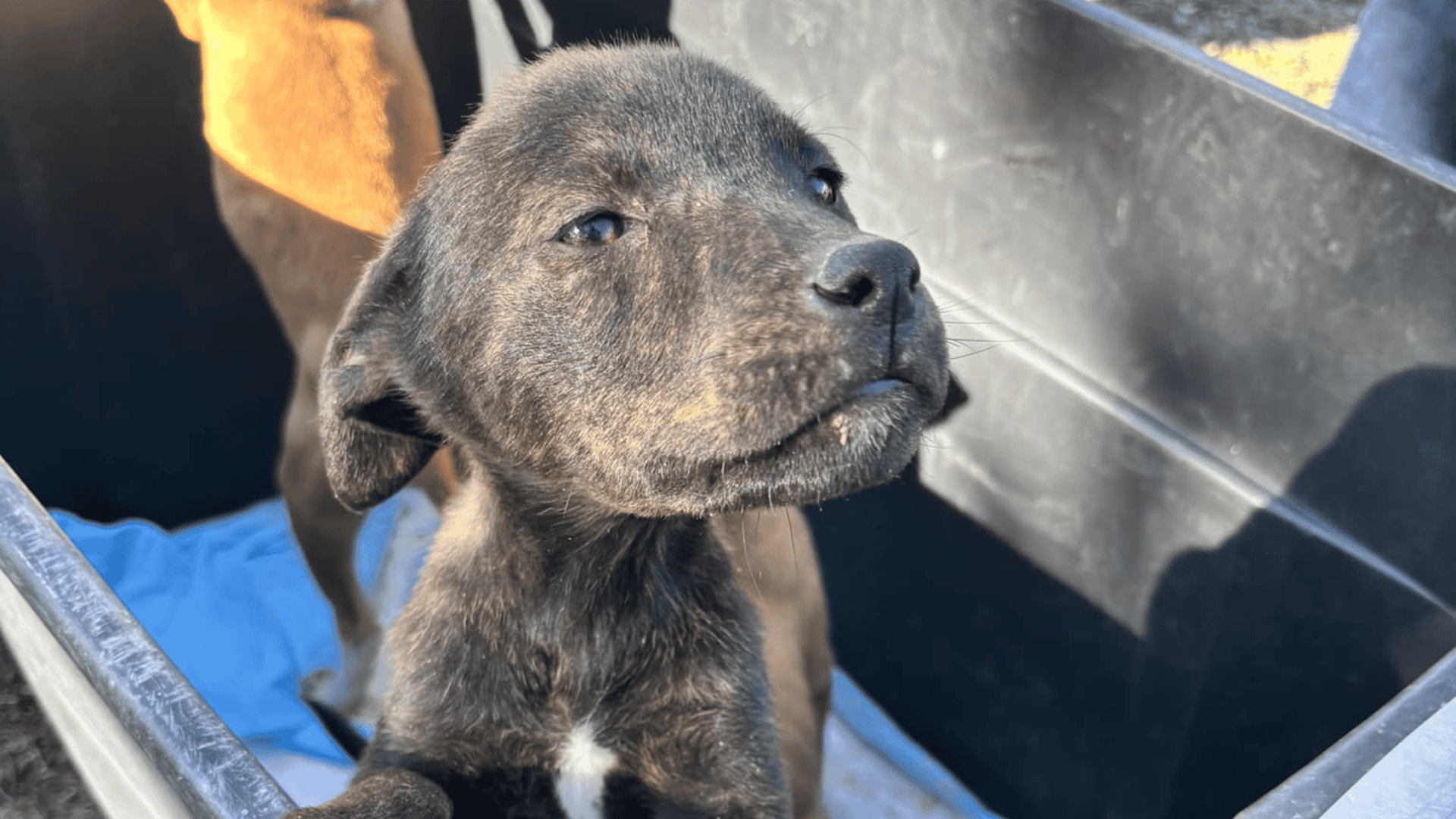 rescued puppies