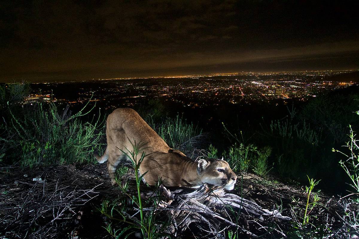 Mountain Lion