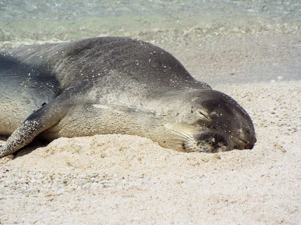 Seal on beach napping 