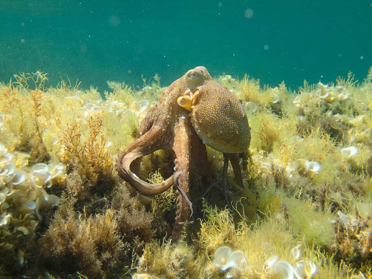 octopus