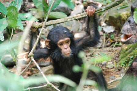 The Moment a Baby Chimpanzee Is Reunited With Its Mother