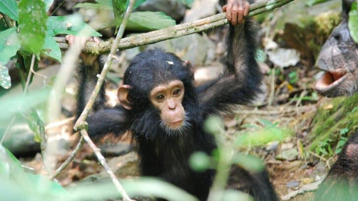 The Moment a Baby Chimpanzee Is Reunited With Its Mother