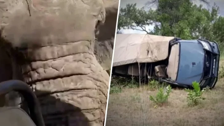 Minnesota Woman Killed During Safari in Zambia