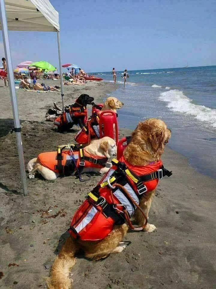 Beach Patrol by Dogs