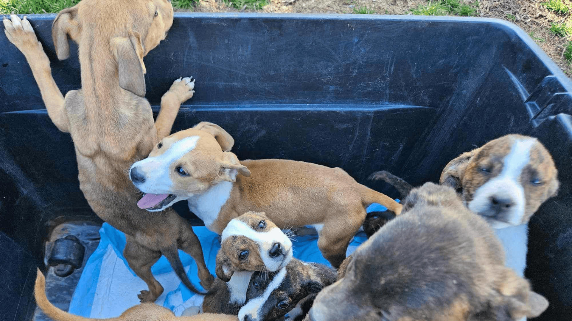 rescued puppies