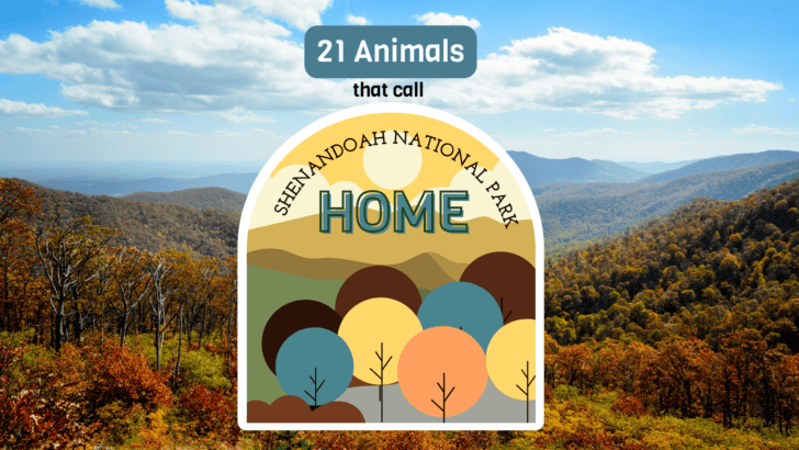 21 Animals That Call Shenandoah National Park Home