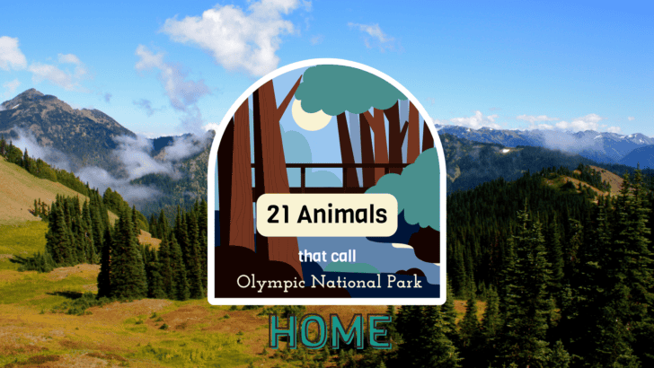 TOP 21 Animals That Call The Olympic National Park Home