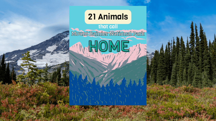 Animals That Call Mount Rainier National Park Home