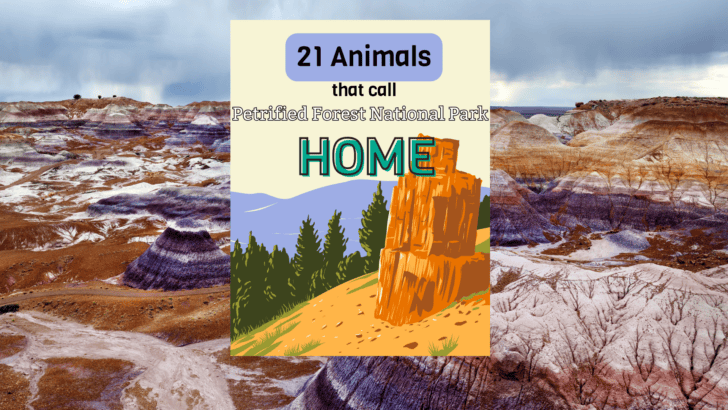 Top 21 Animals That Call The Petrified Forest Home