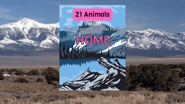 21 Animals That Call The Great Basin Home