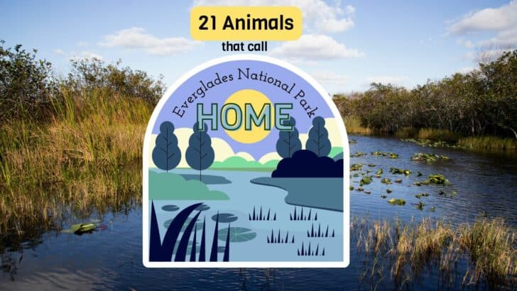 Top 21 Animals Of Everglades National Park