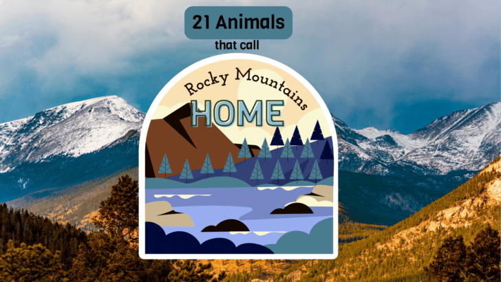21 Animals That Call The Rocky Mountains Home