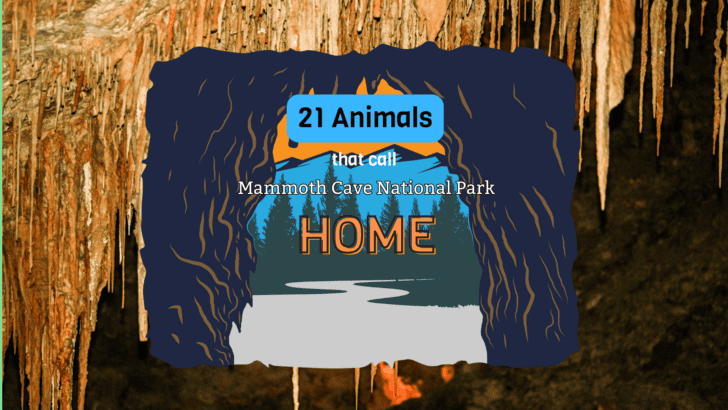 21 Animals That Call Mammoth Cave National Park Home