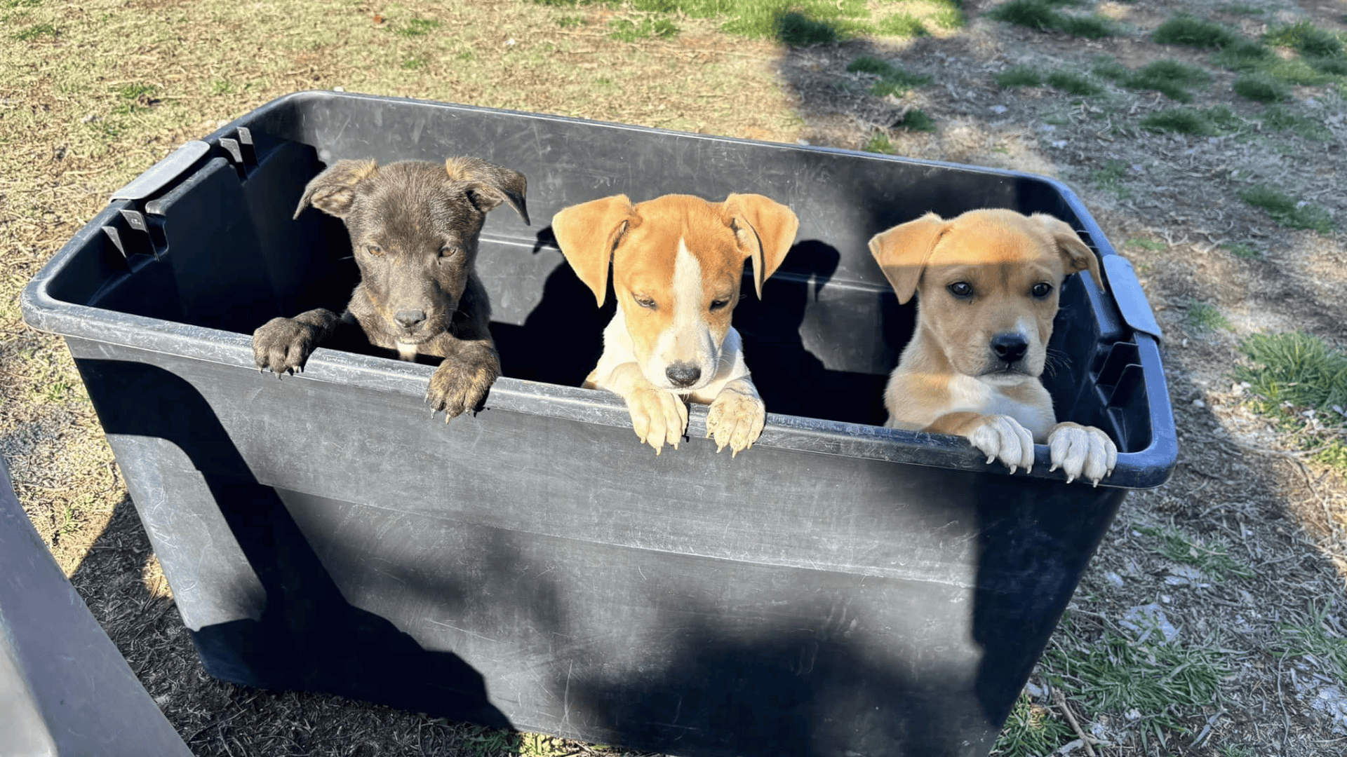 rescued puppies