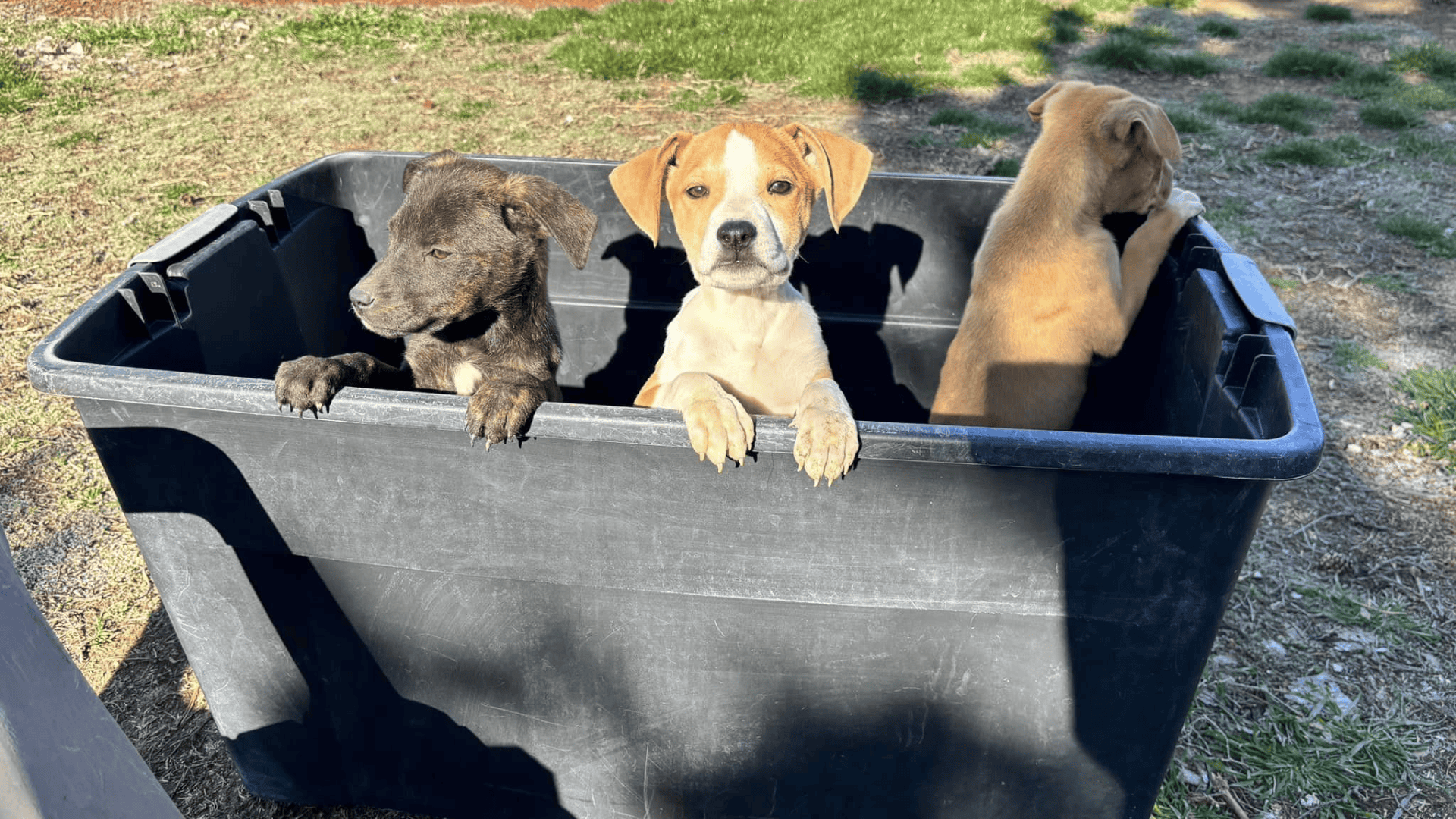 rescued puppies