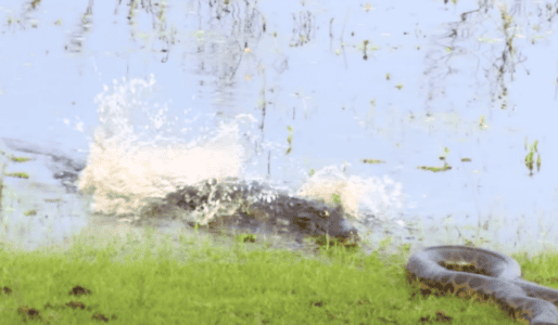 Massive Anaconda and Caiman Come Face to Face In Gripping Standoff