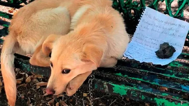Dog Found Tied To Bench With A Note Asking Someone To Adopt Him